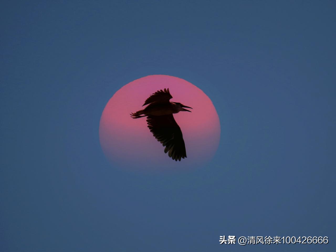 每一帧振翅，都是向晚的深情告白。
原来，世间最动人的浪漫，
是万物共生的此刻，与