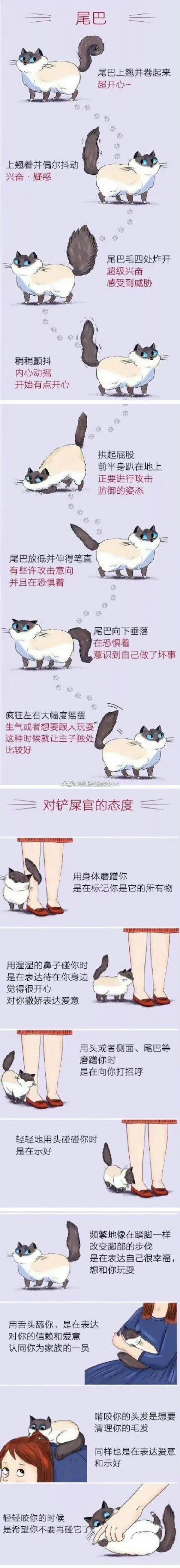猫咪的动作解析！ ​​​