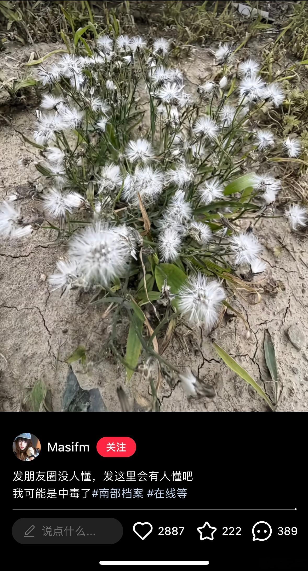 黄昏草，你也是🔥了 ·南部档案 