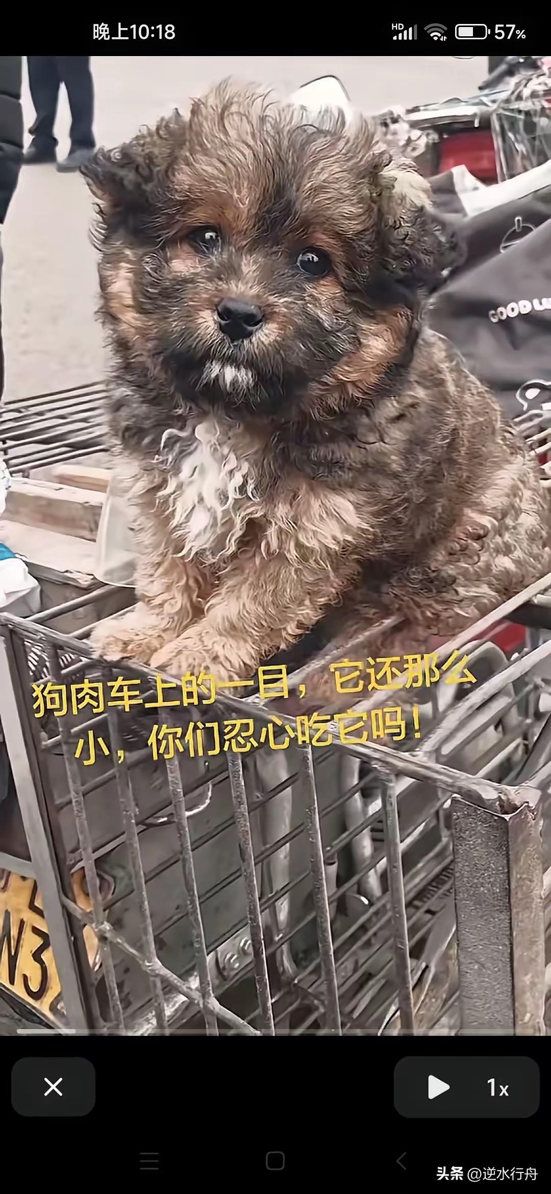 这么小的狗被卖上狗肉车有人忍心吃吗？有人养了几天觉得太麻烦就把它卖给了狗贩子送去