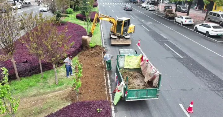 绿化带提质改造 城市品质再提档