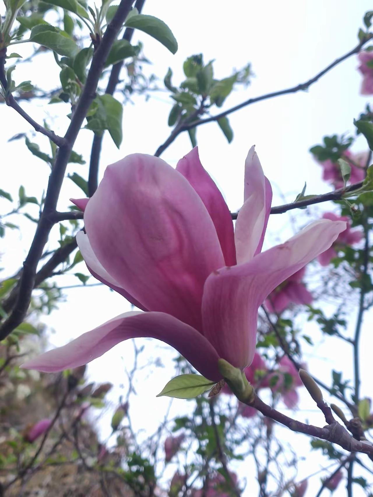 漂亮吗，哈哈？