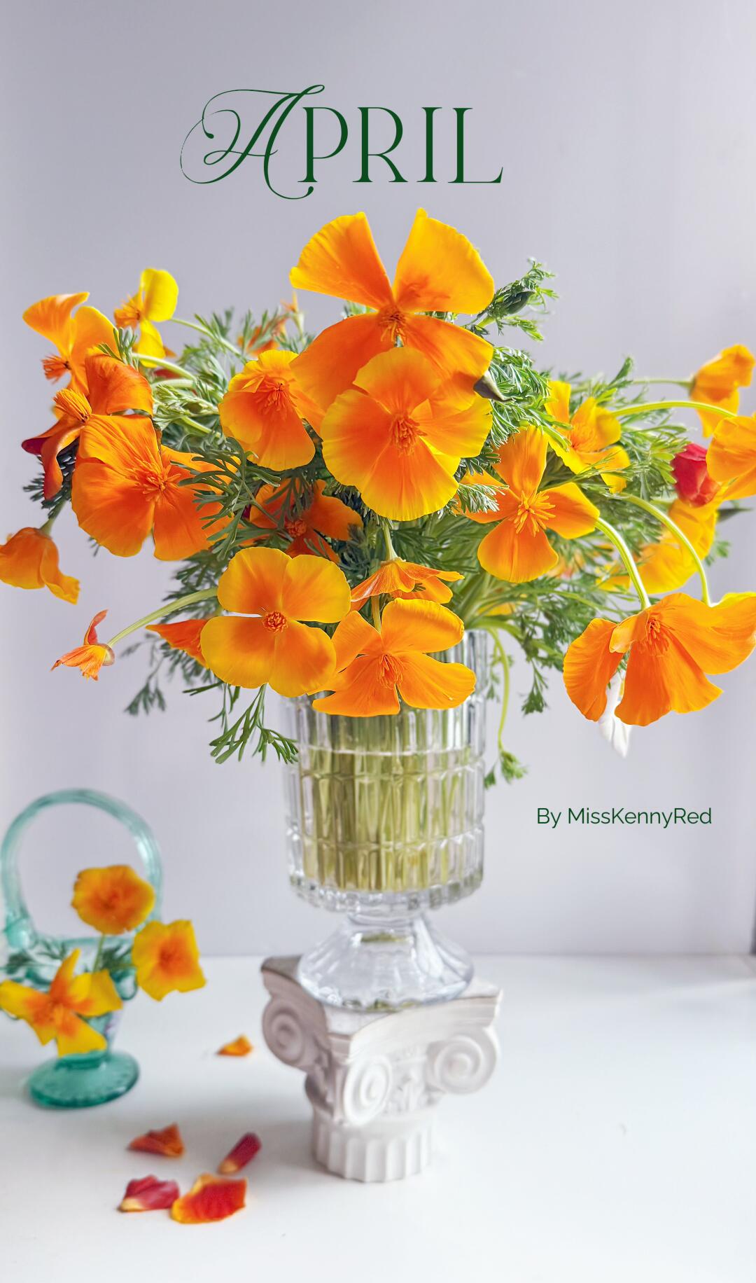 小众花材｜花菱草｜在一口气买了60支