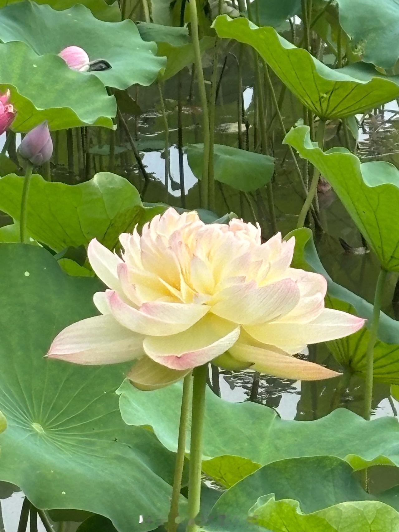 最近红领巾公园的荷花简直美炸了！6月29日就迎来了盛花期，粉花绿叶相互映衬，画面