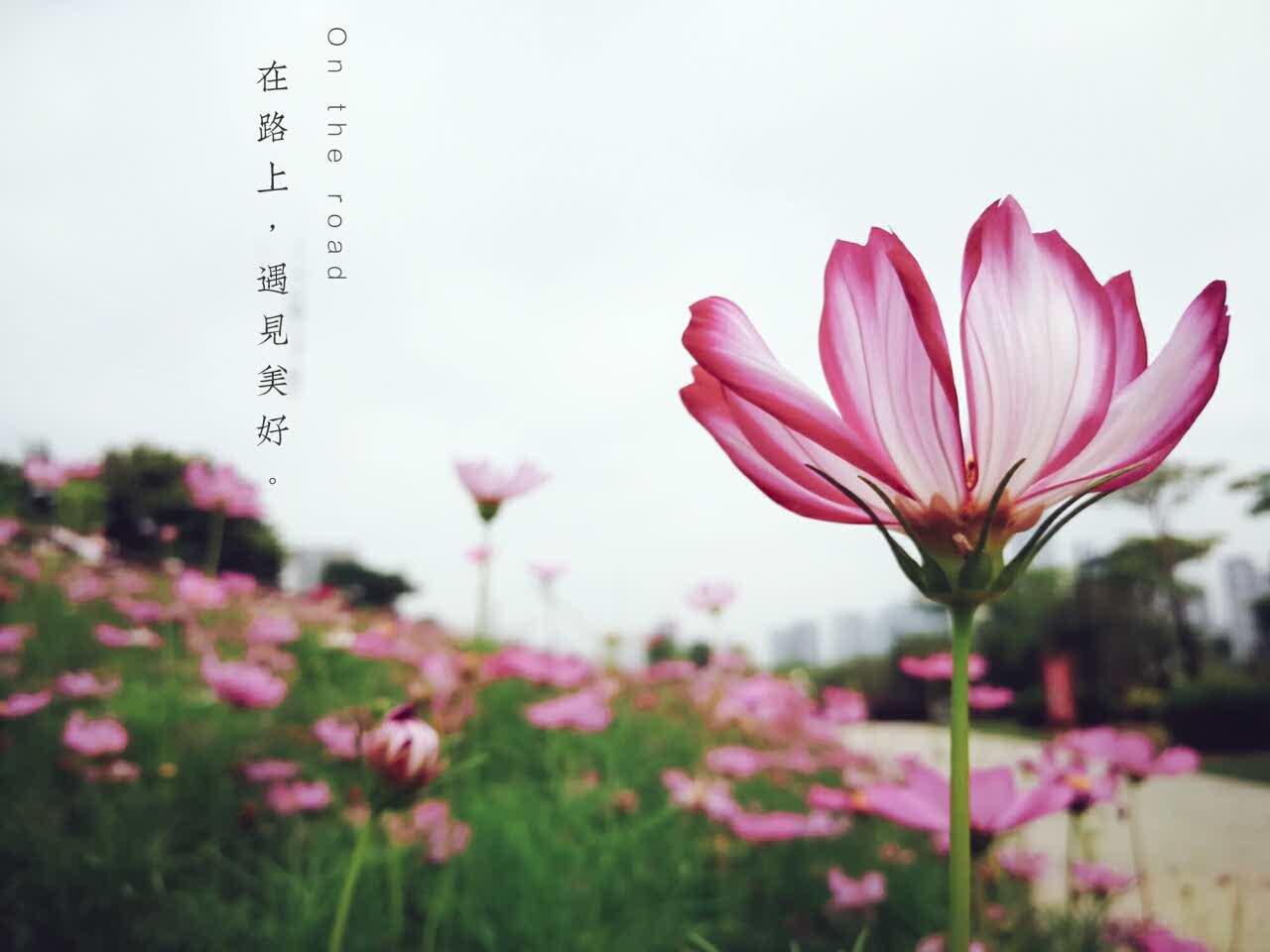 🌸花瓣是打翻的胭脂盒💄，风一吹就染透了整个夏天～
原来美好总在不经意处等你?