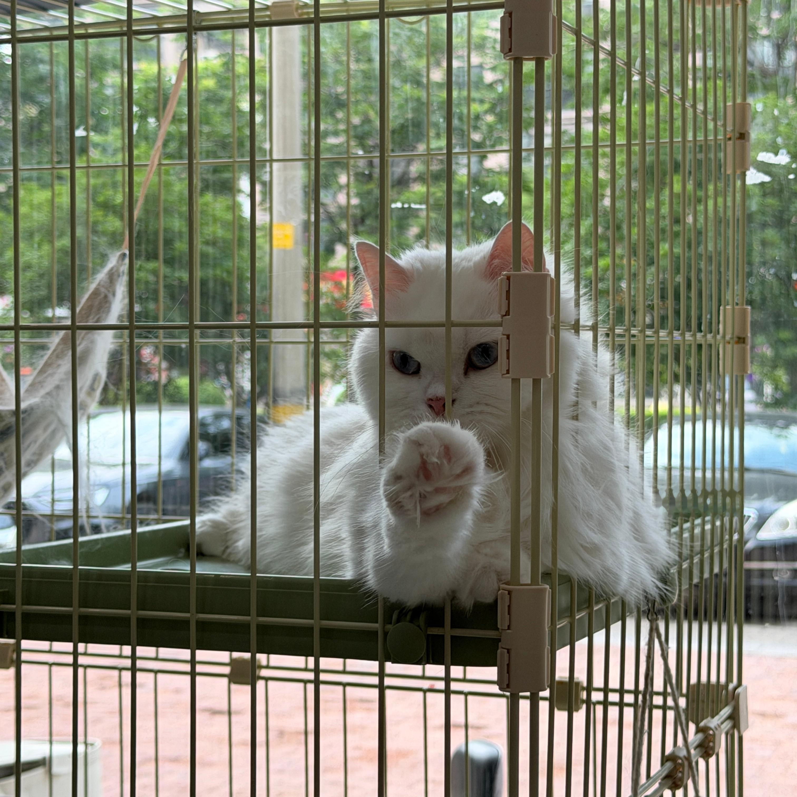 小猫咪 喵喵喵 
