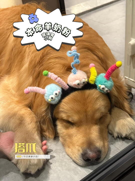 找到了玻璃胃大黄狗的本命羊奶粉