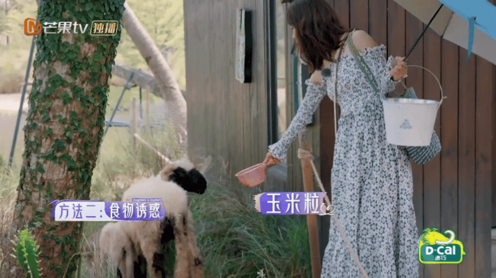 遛羊反被羊群围攻，这是王珞丹能做出来的事🤣#王珞丹遛羊# . #王珞丹被羊群围