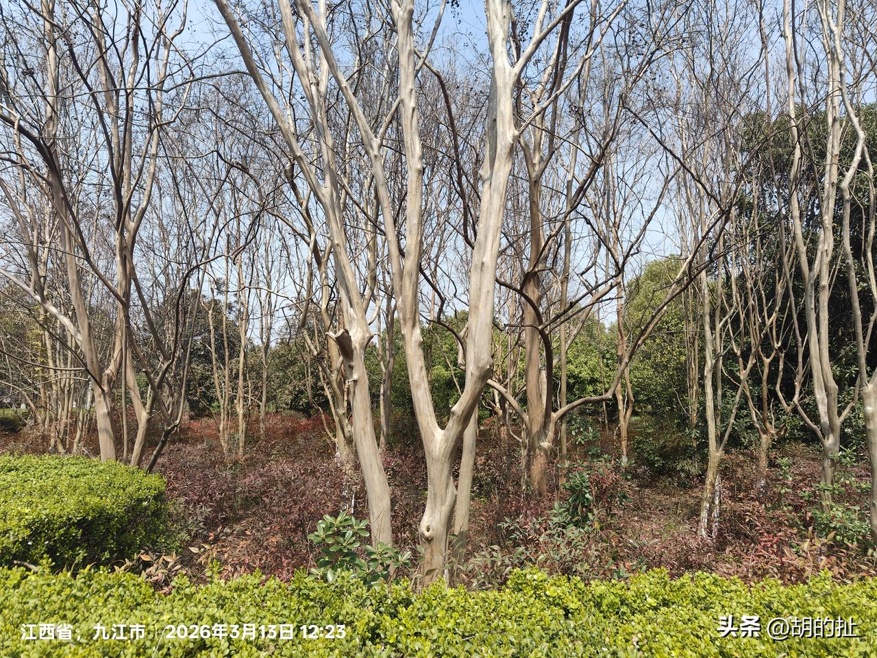 以色列真的可以打遍中亚无敌手吗俗话说，人活一张脸，树活一张皮。自然界中也有没有树