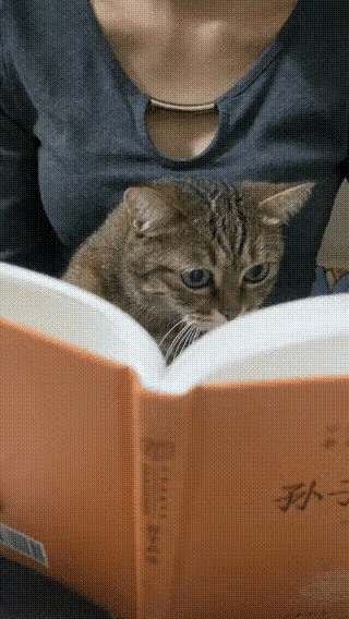 哇塞，猫咪开始研究孙子兵法了猫看书本 思想小猫 腰果猫 思想小猫 腰果猫 猫咪长