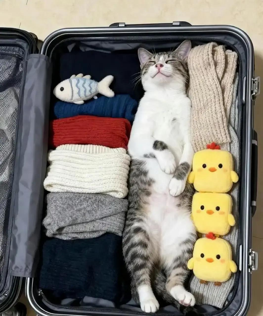 我蹲在地上把T恤卷成团往箱子里塞，余光扫到一团灰影嗖地滑进去。
拉锁合到一半听见