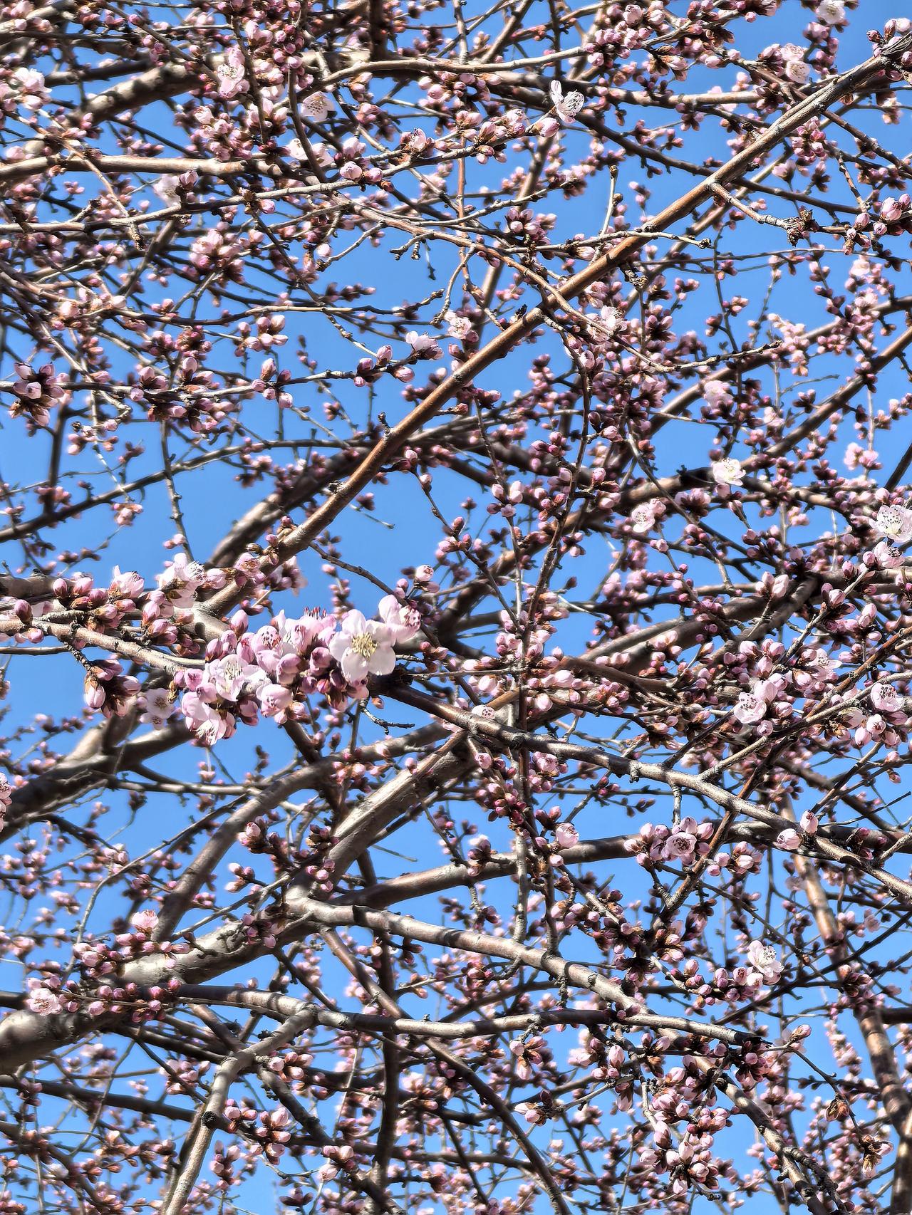 出去买菜，老远就看见马路对面一片粉色“花海”。走近一看，几棵山桃树的枝杈上布满了