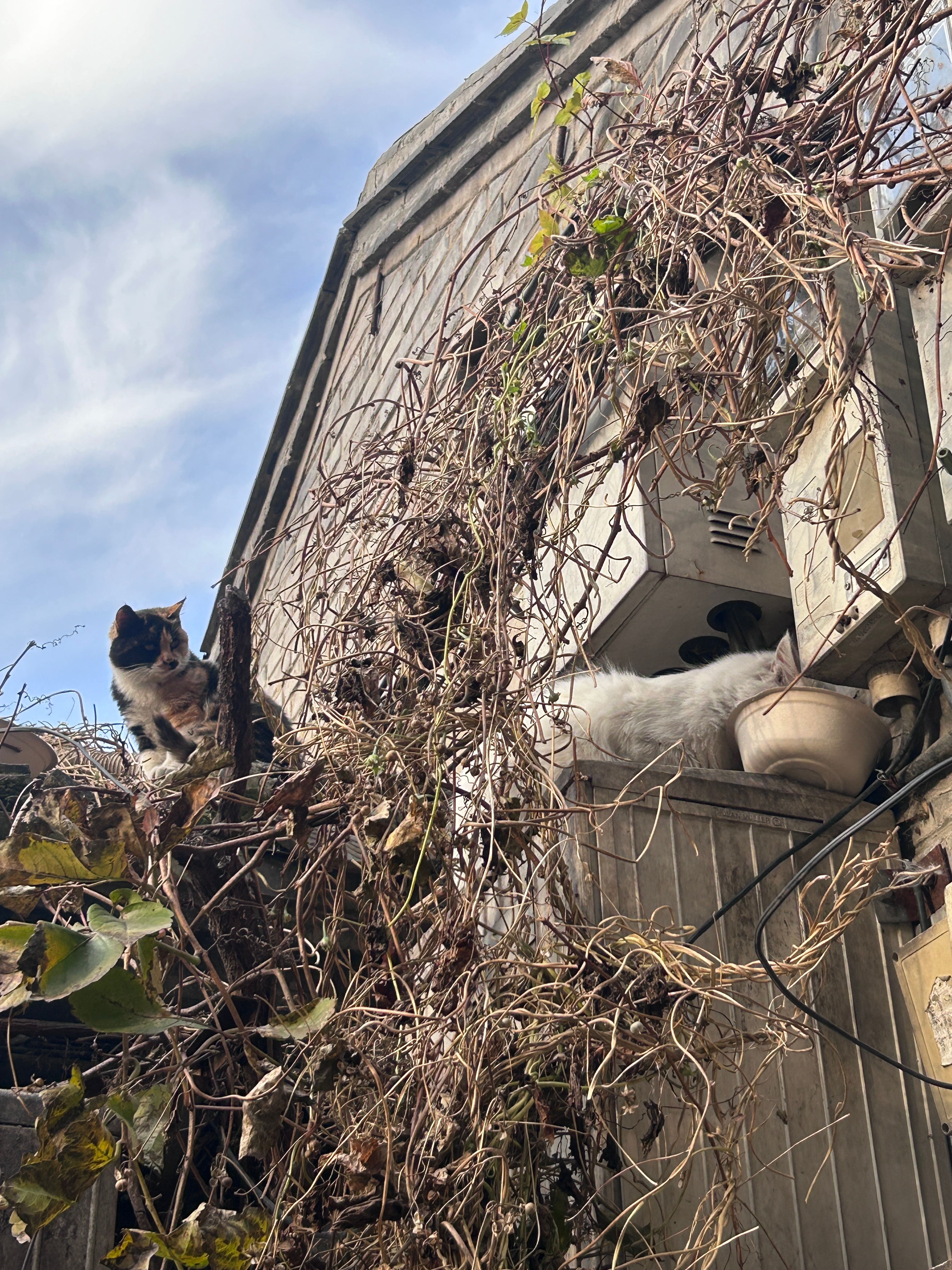 谁说白猫在猫届混的最差，眼看着他在房顶把小玳瑁锤了又锤  