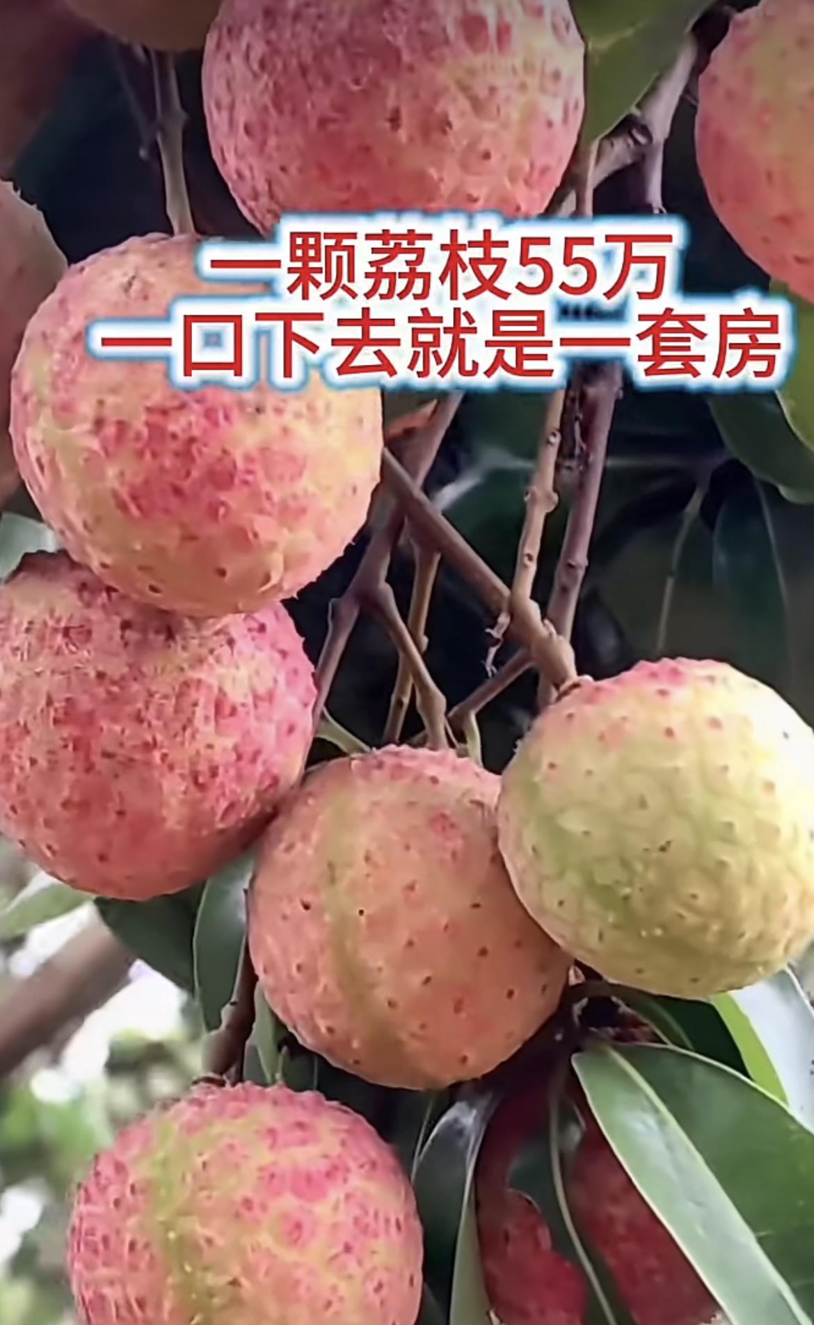 我的今日状态：😁轻松愉快
我这里的天气：🌤️多云
在广东增城有一棵挂绿荔枝，