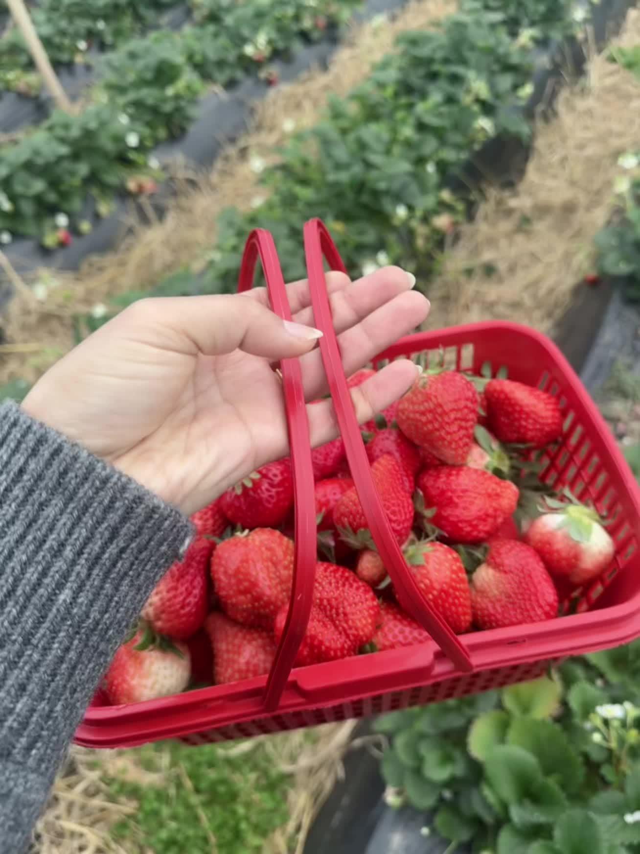 🍓🍓ˢᵀᴿᴬᵂᴮᴱᴿᴿᵞ 📸出门采摘快乐╭➰◡̈♥