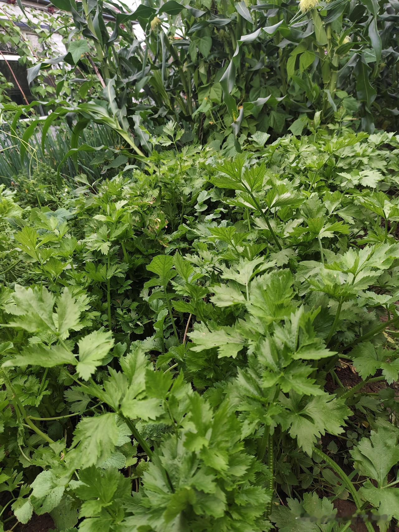 晒图笔记大赛菜园子里的蔬菜