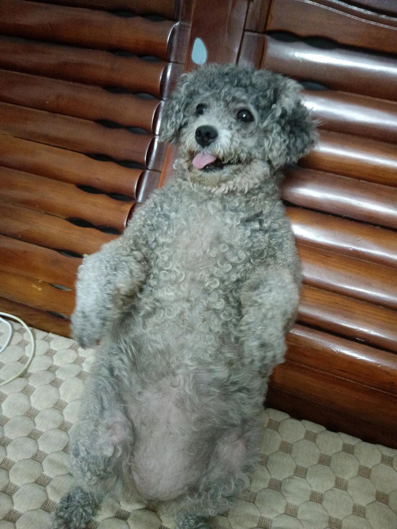 记录狗狗的日常，萌吗？