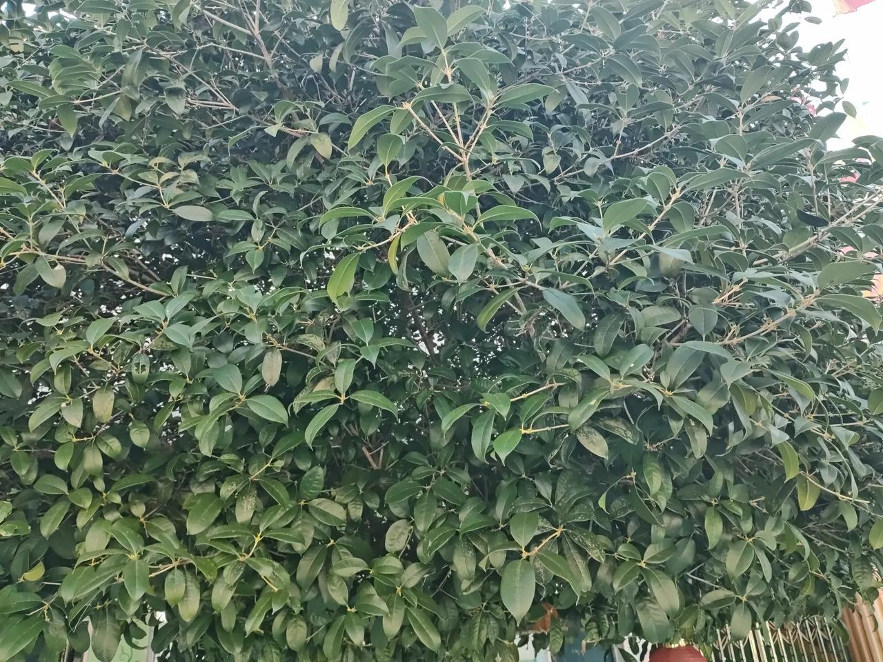七律 桂花迟开缘温高   新韵
炎夏留连桂未舒，高温持续阻肌肤。
寻常八月香盈袖