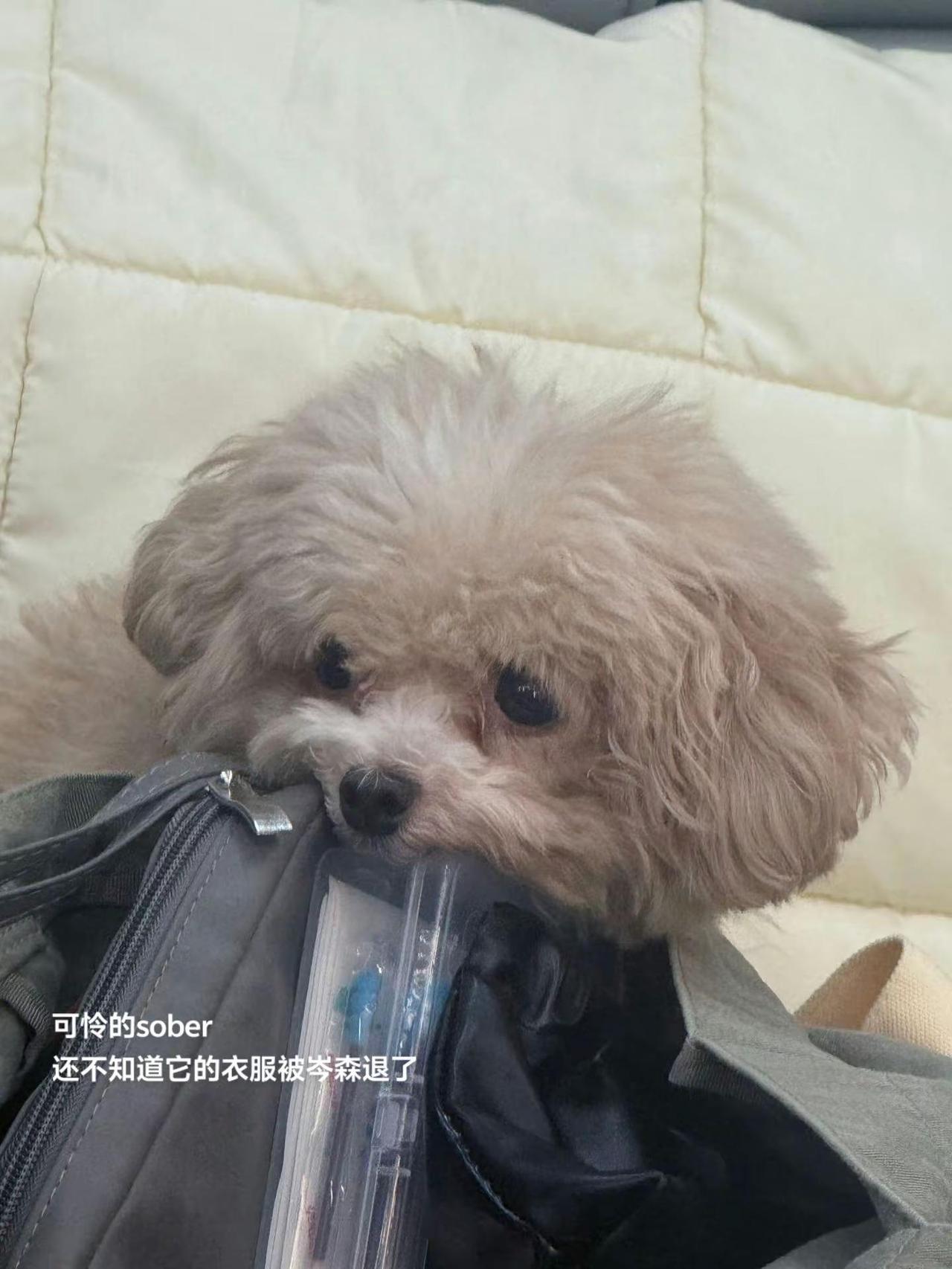 sober最乖了。不二之臣 季明舒 语c
