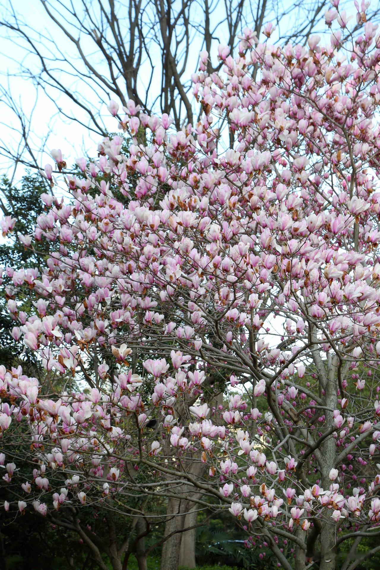 拍到一棵爆花的玉兰，颜色比常见的二乔玉兰要清淡很多，是很优雅的淡粉色，个人觉得比