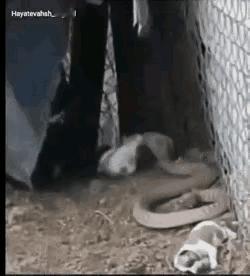 眼睁睁的看着两只可爱的小奶狗被这条毒蛇杀死，录视频的人怎能忍心录下去，看了真是有