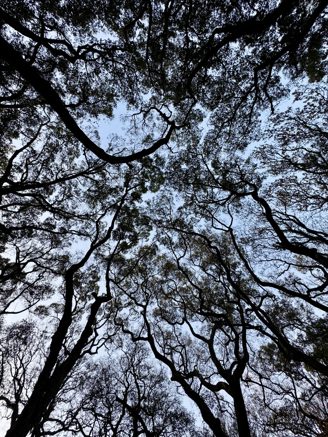 寻找同样爱抬头拍树🌲的人