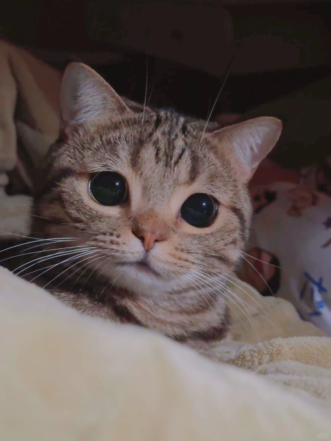 一觉睡醒我的猫这样看我！！！