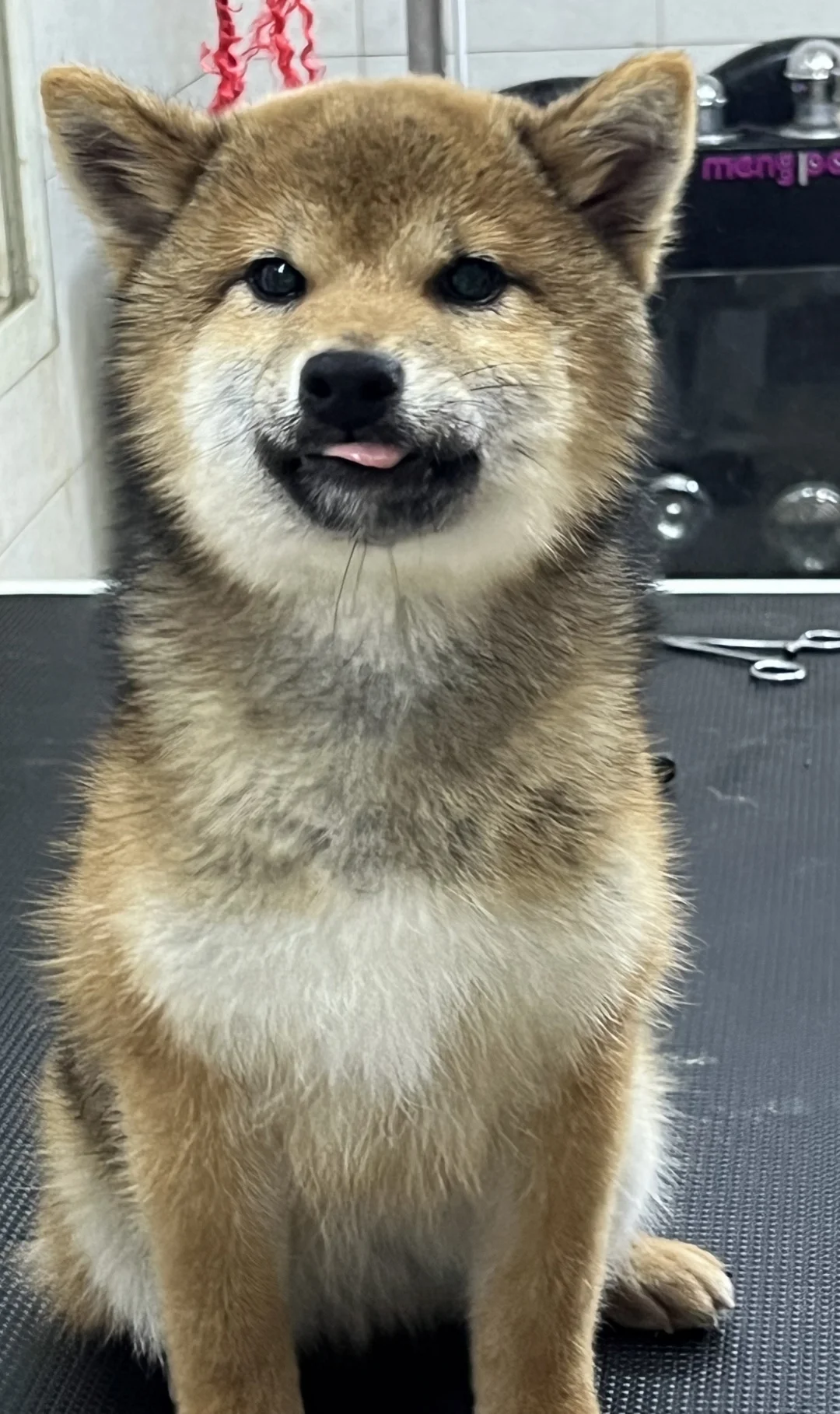 又帅气又萌的柴犬弟弟出现了