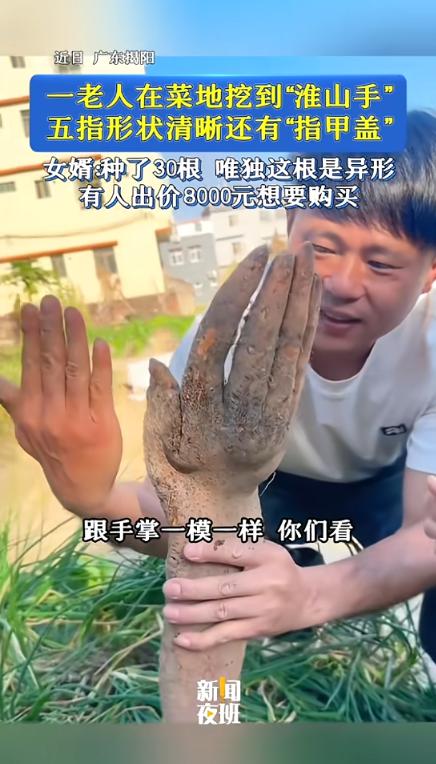“吓一跳！”近日，广东揭阳，一老人在自家菜地里挖淮山，不料，挖着挖着突然看见地里