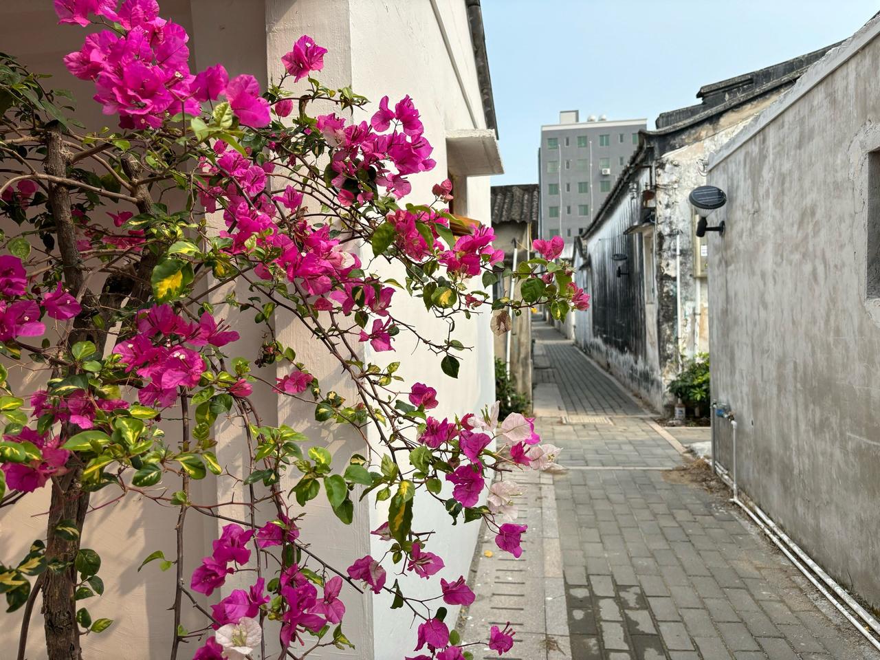 世味年来薄似纱，谁令骑马客京华？
小楼一夜听春雨，明朝深巷卖杏花。
最喜欢陆游这