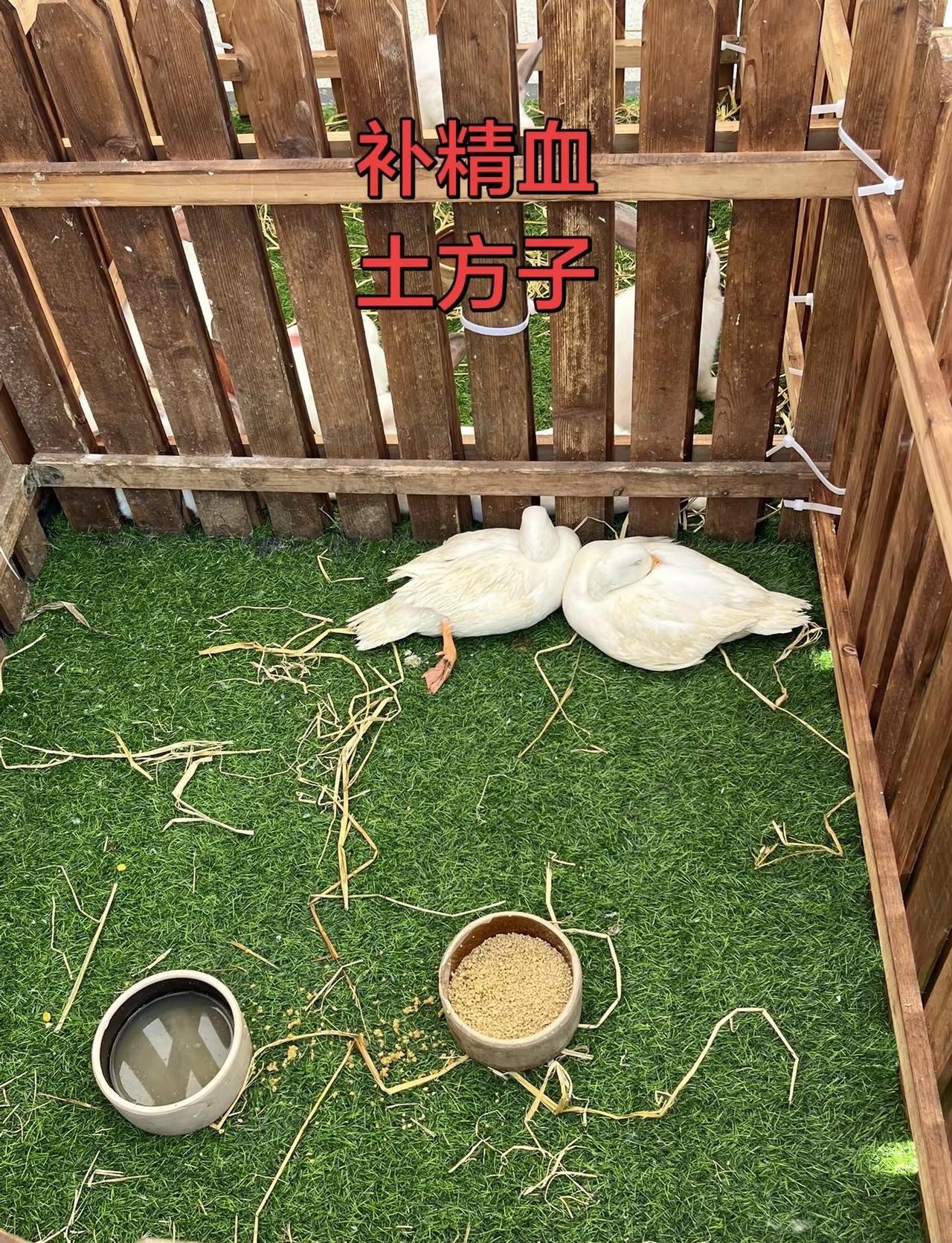 满腔少年锐气，挥拍锋芒似利剑！伦敦世乒赛团体赛，国乒男团强势出击，3‑0完胜日本