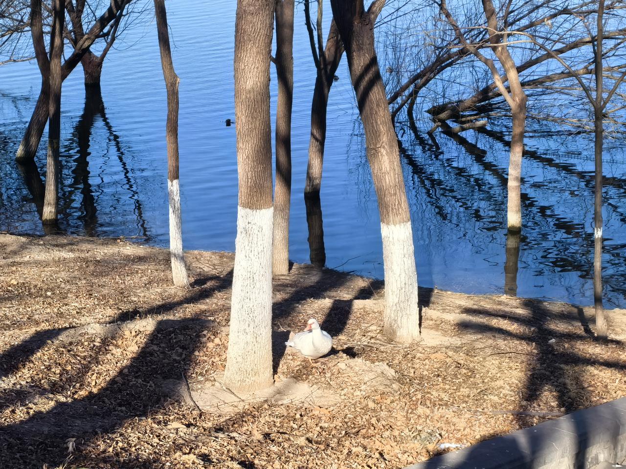 北京西郊雨水池公园，有很大的湖面，发现一只混进大雁队里的鸭子，伙伴们都飞走了，只