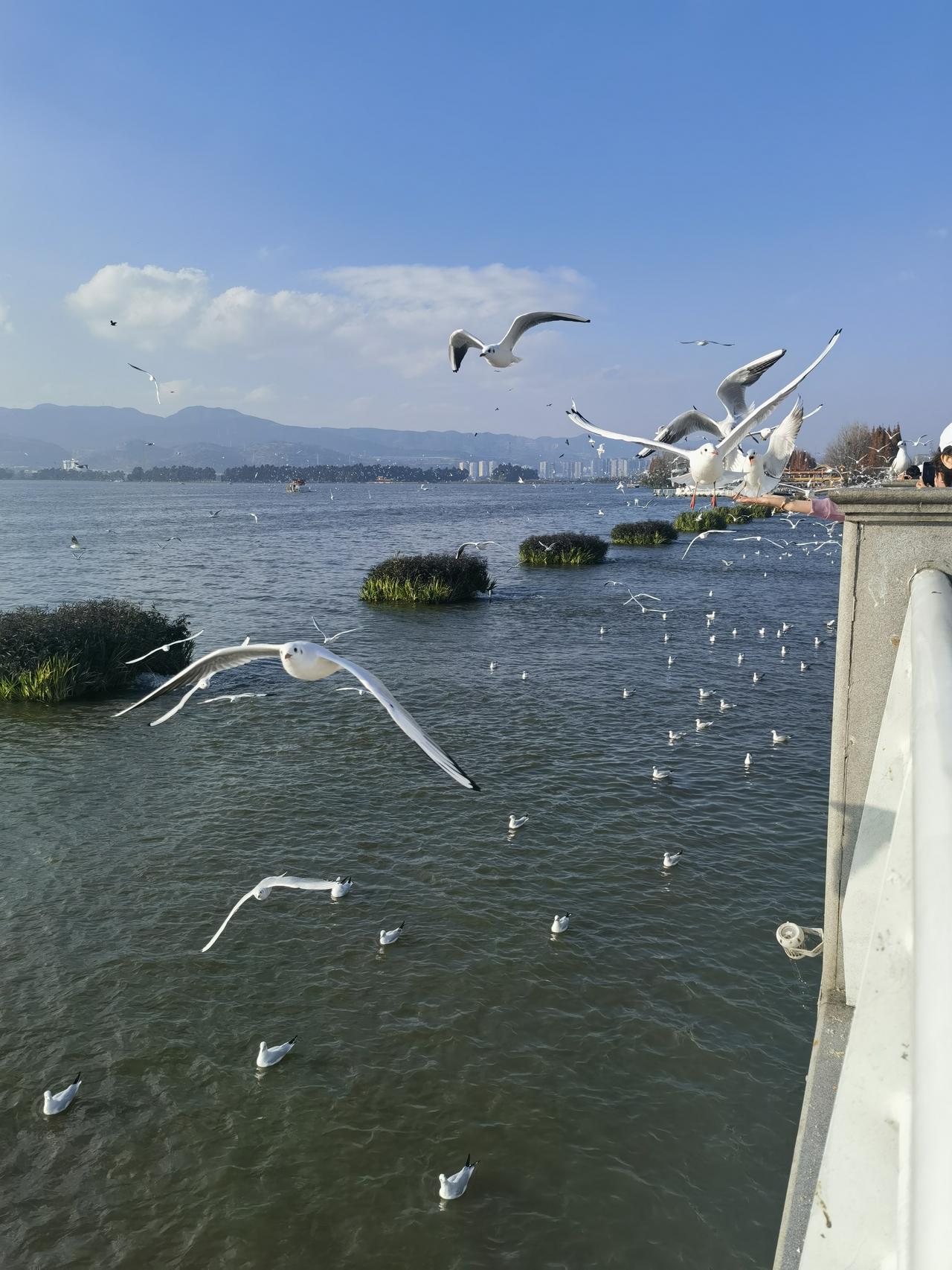 标题：人鸥共欢太震撼
每年冬天，云南滇池的海埂大坝就成了人与红嘴鸥的欢乐场。
2