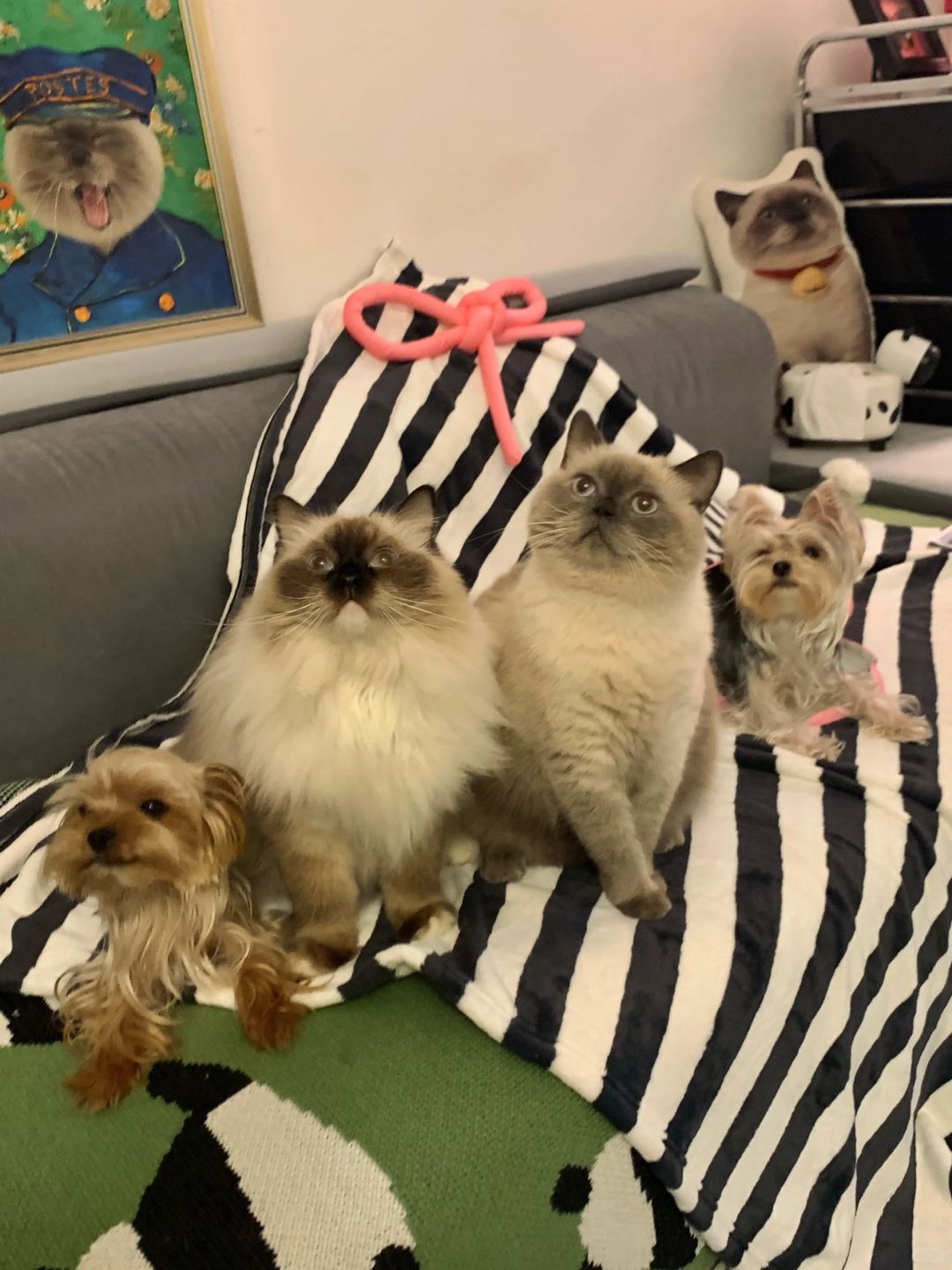 长大真好 有自己的小猫小狗💓