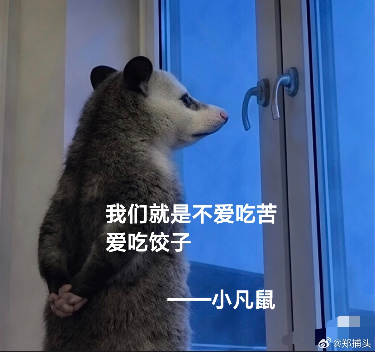 负鼠表情谱新篇。 