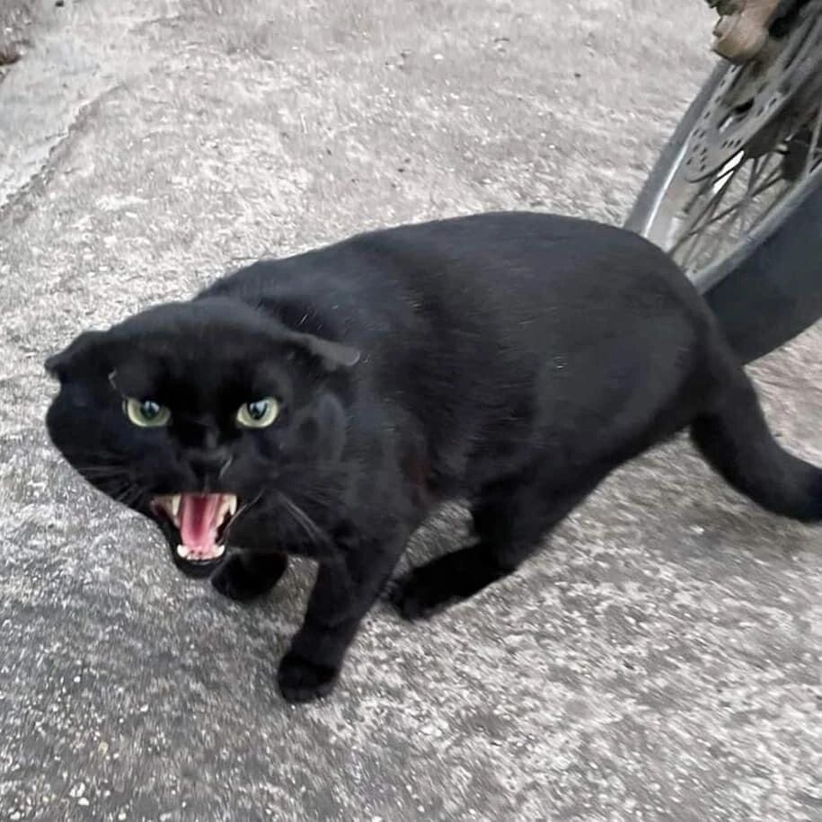 没有什么恶魔是一根猫条驱除不了的 ​​​