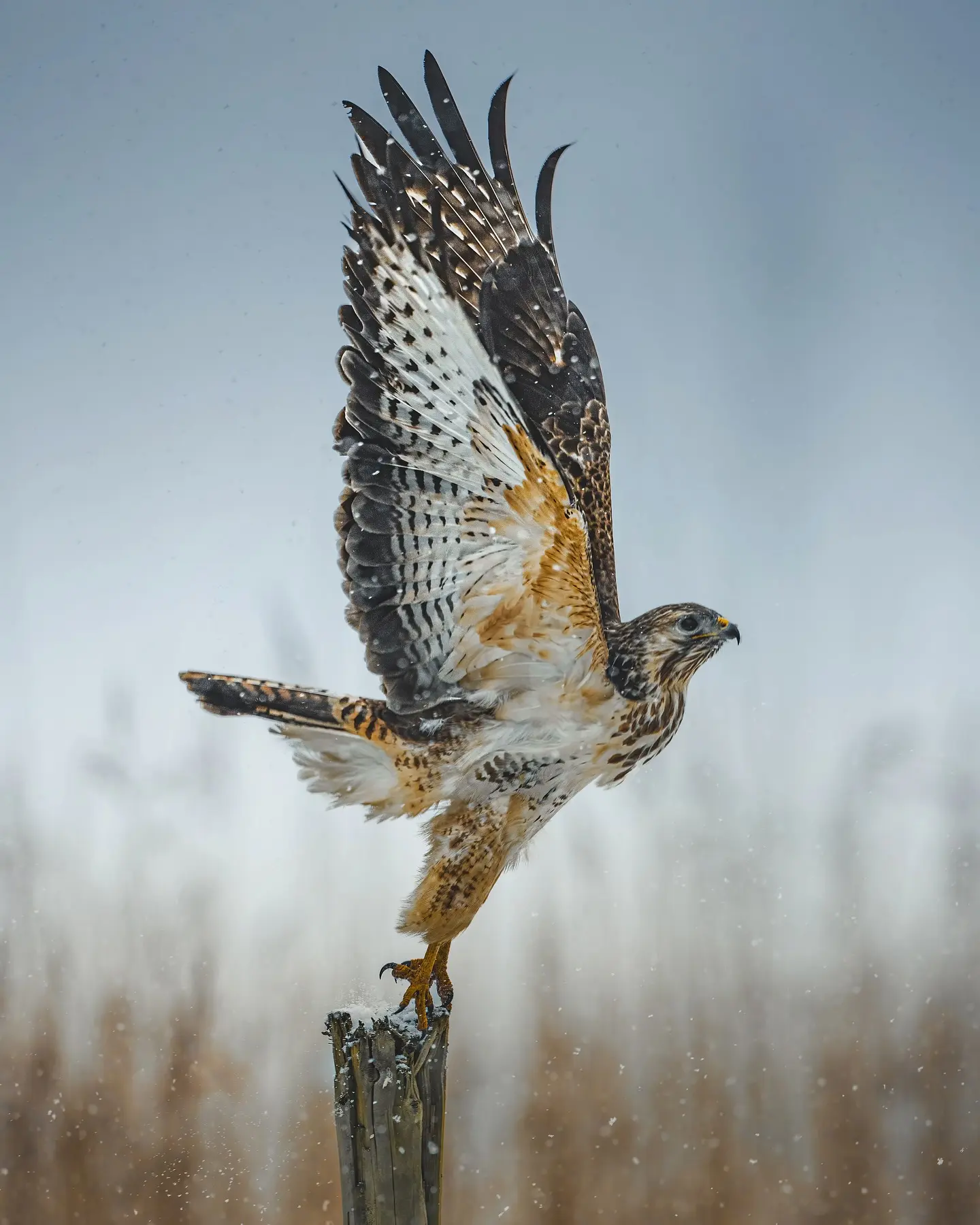 野生动物零距离 动物世界 抓拍瞬间 自然界 神奇动物在