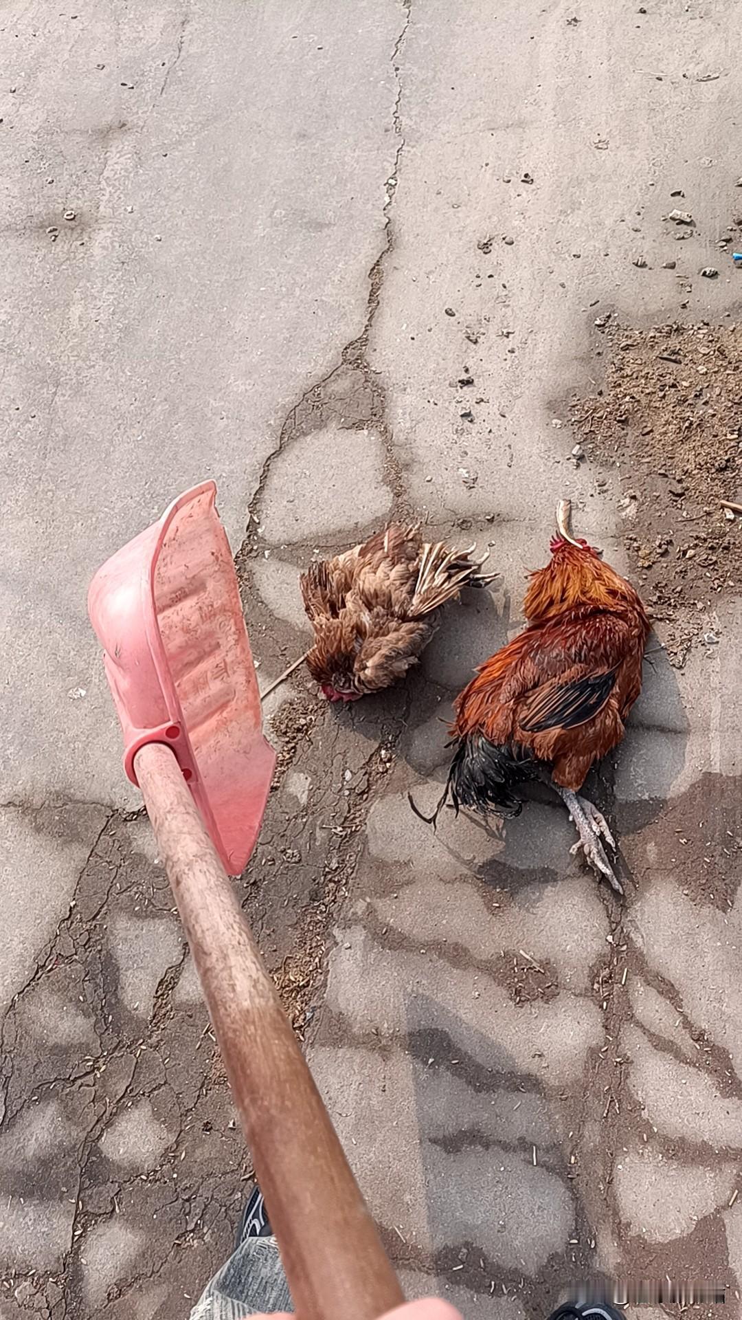 今日回老家，把剩余的鸡都拿去集上杀掉，主要是因为一只公鸡不明原因死去，老妈怕出鸡