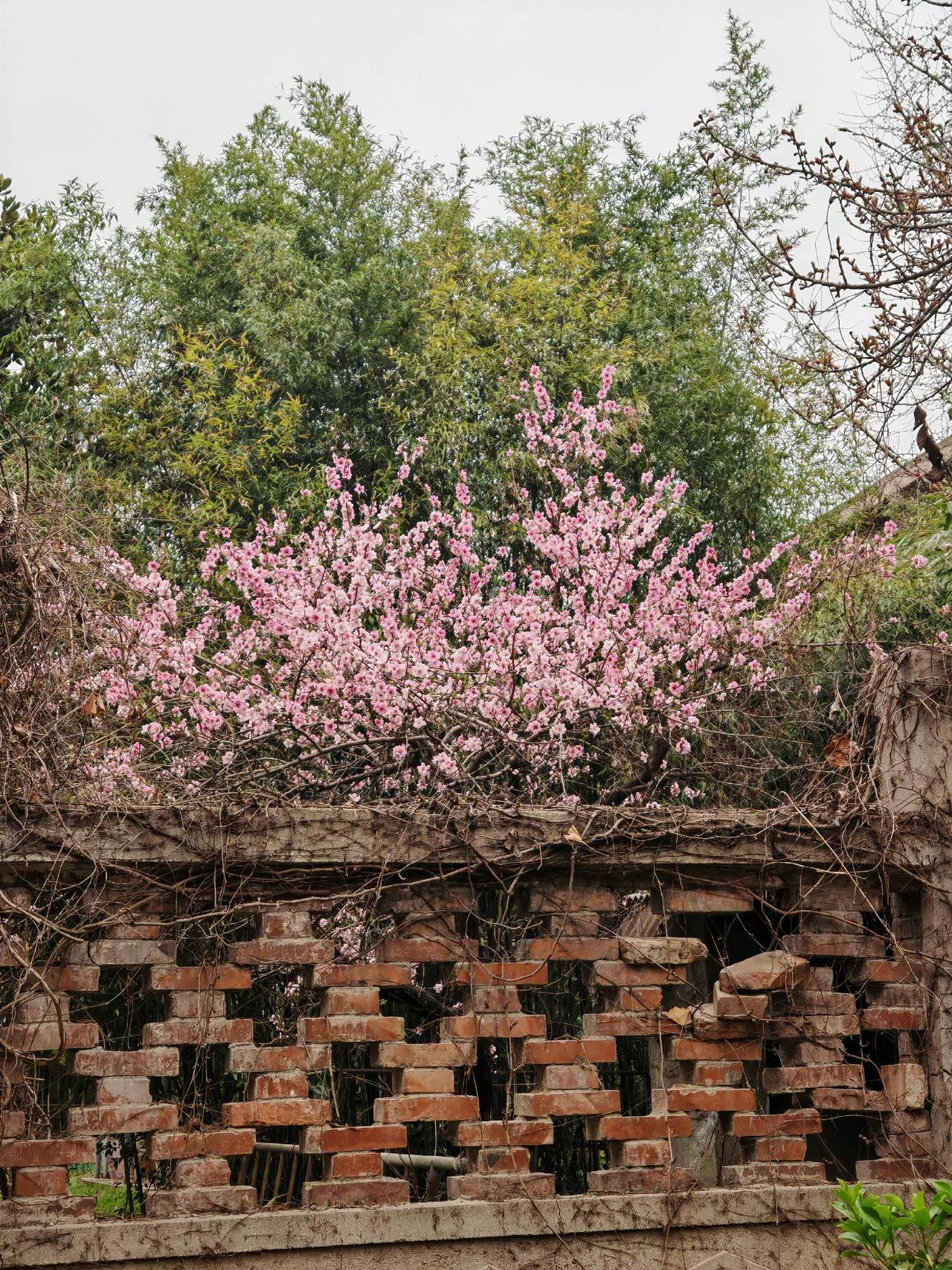 老院子的檐角风铃轻响，三月携着花香而来。我于庭院中静赏花开，任思绪飘远，在花开花