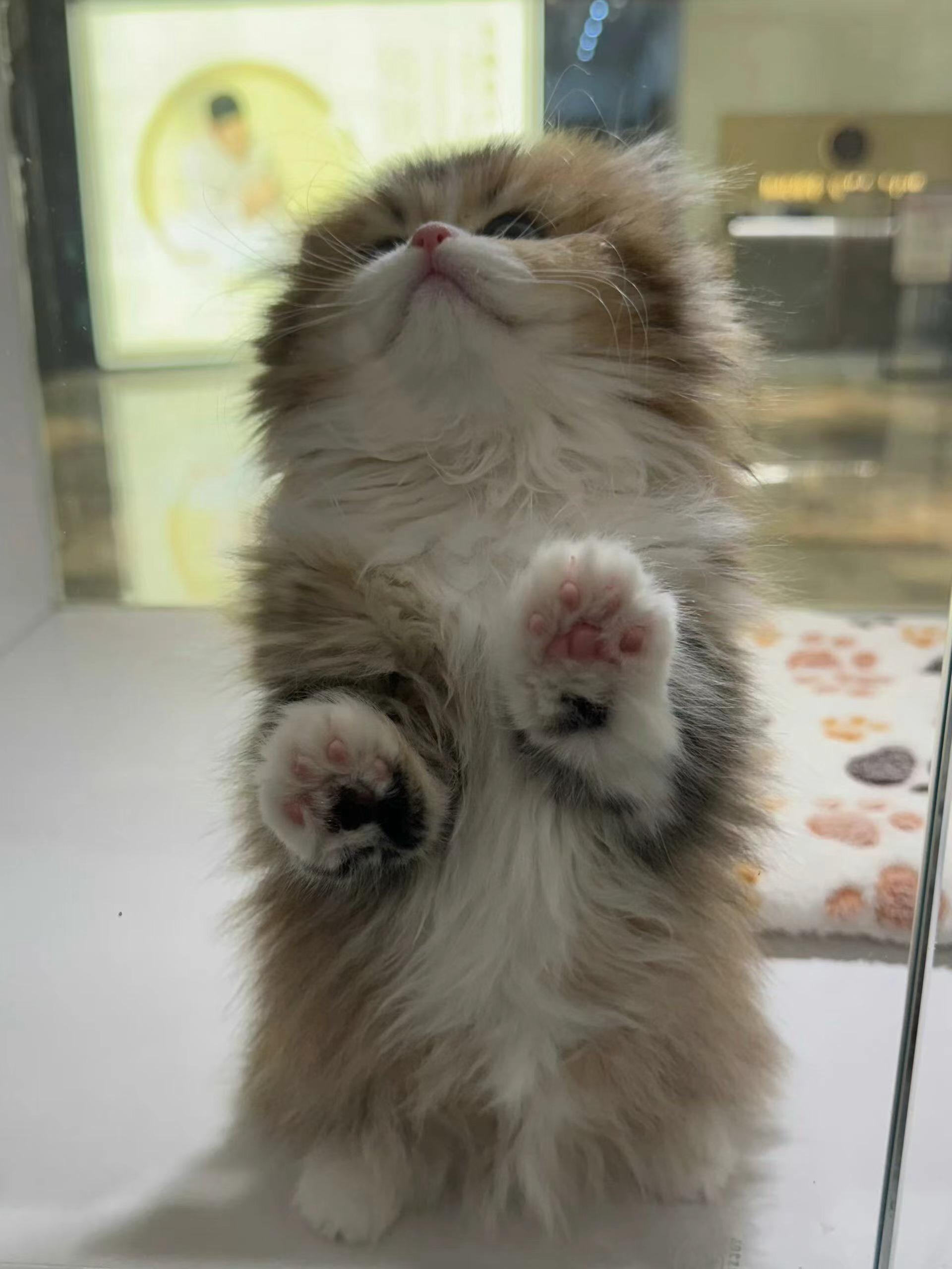 刚我在朋友圈和大家讨论这个商场橱窗式小动物领养的事情来着前段时间我路过商场还会遇