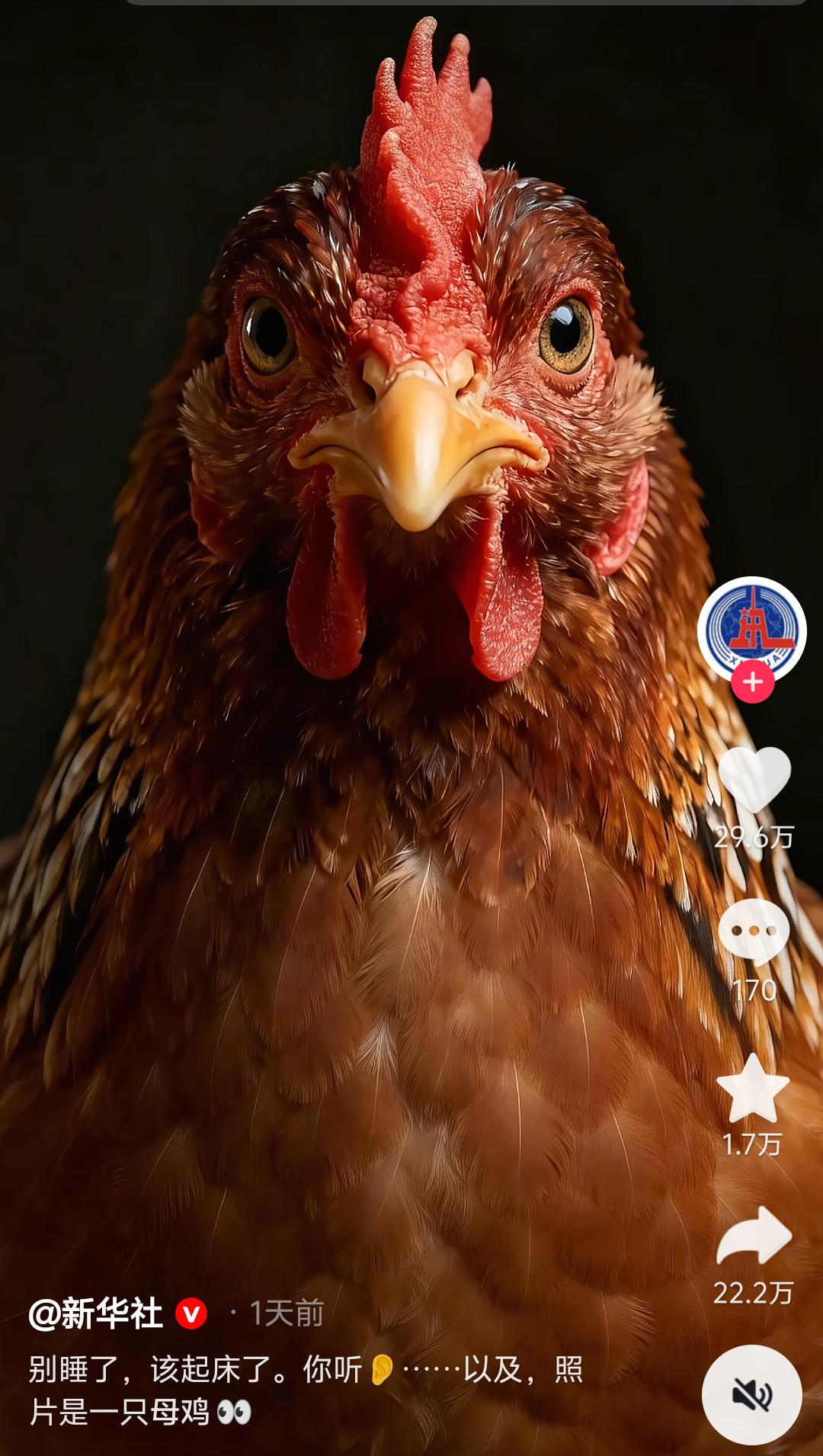 新华社发的这张图，让人丈二和尚摸不着头脑：母鸡也能叫人起床？

4月10日，新华