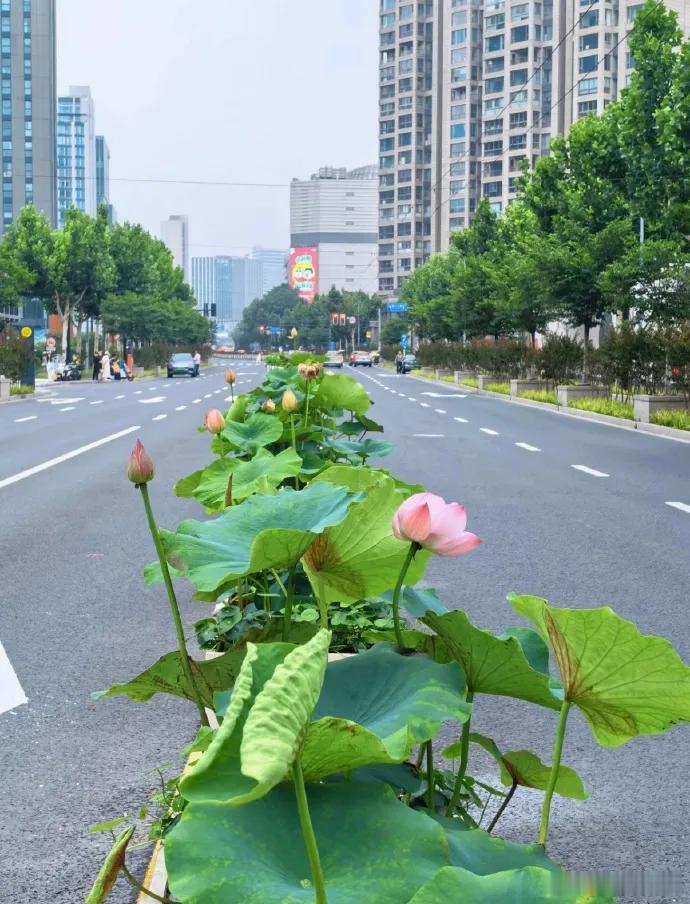 太超前了，把荷花搬上绿化带 
