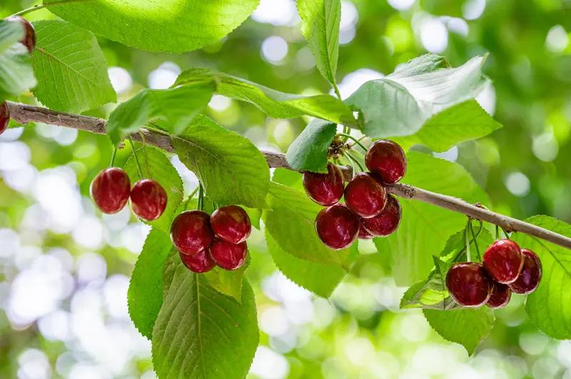 我坚决支持某些商品就应该永久享受“仅退款”服务！不是我爱计较，是有些商家实在太坑