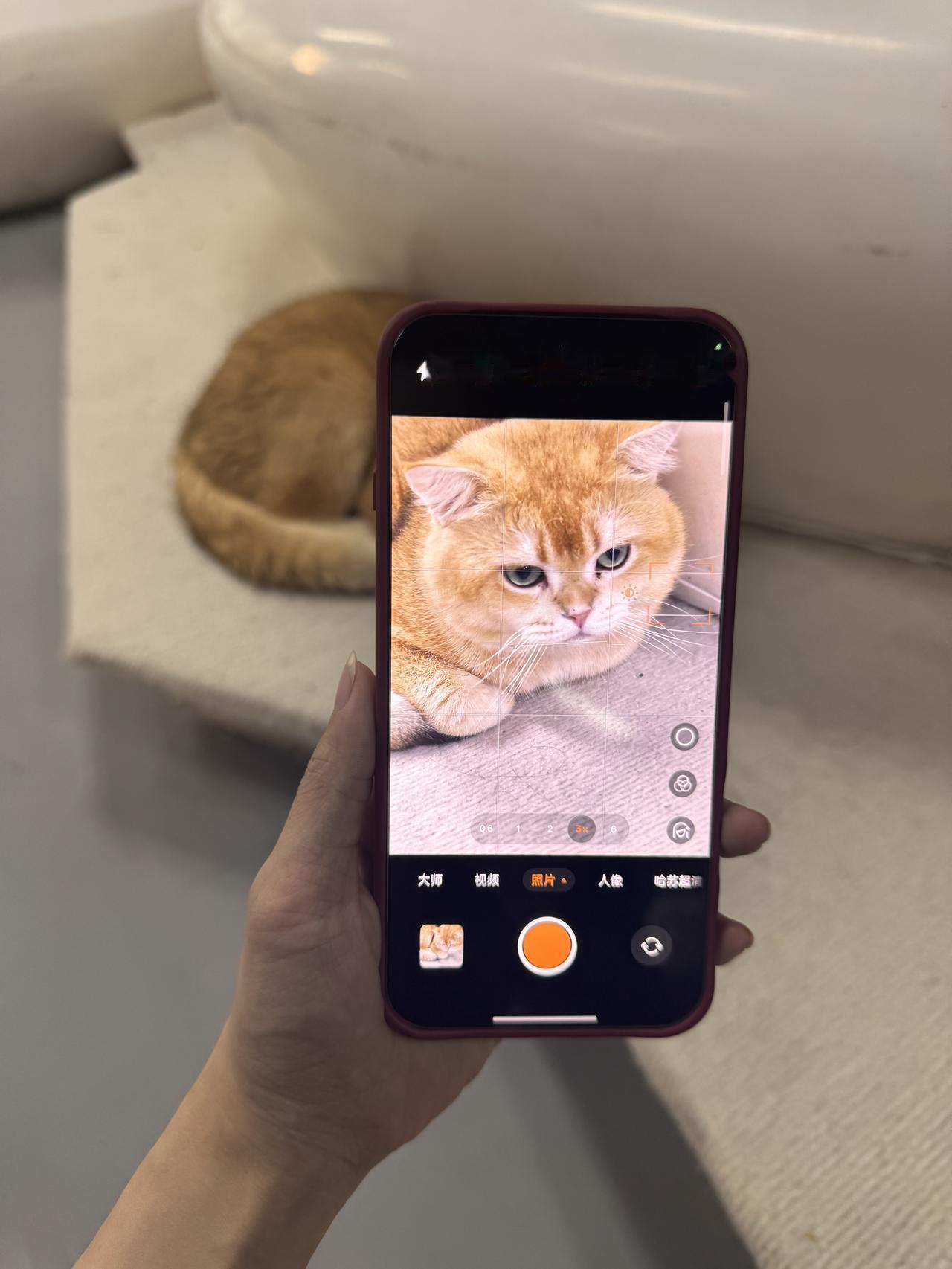 记录毛孩子✅终于等到追光红pro补货

哇咔咔，新手机拍毛孩子🐱真的太合适了！