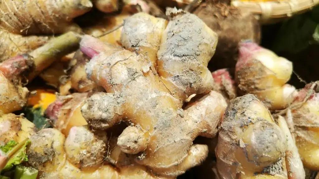 春夏吃好姜，全年都受益！但有种姜一口也别吃，伤肝肾、养大癌细胞
“春夏吃好姜，全