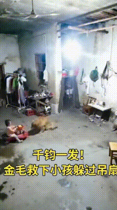 金毛强行拽走宝宝，下一秒吊扇轰然坠落！
 家里上演惊心动魄的一幕！小宝宝坐在玩具