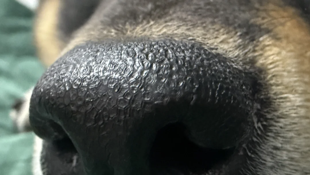 小狗的鼻纹真的是独一无二的吗