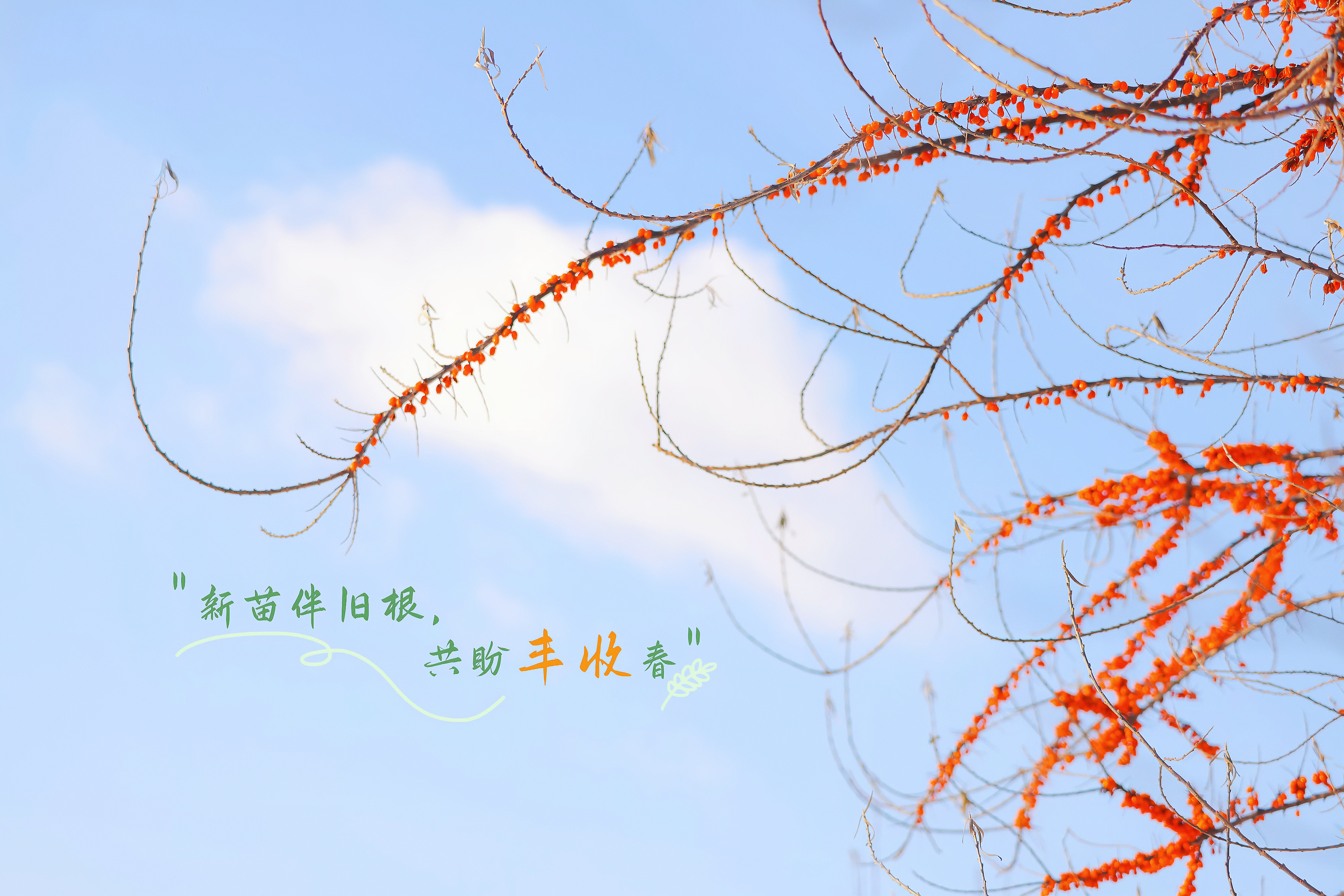 种地吧 🌱种地吧第三季奔赴热土 “新苗伴旧根，共盼丰收春。” ​  ​​​