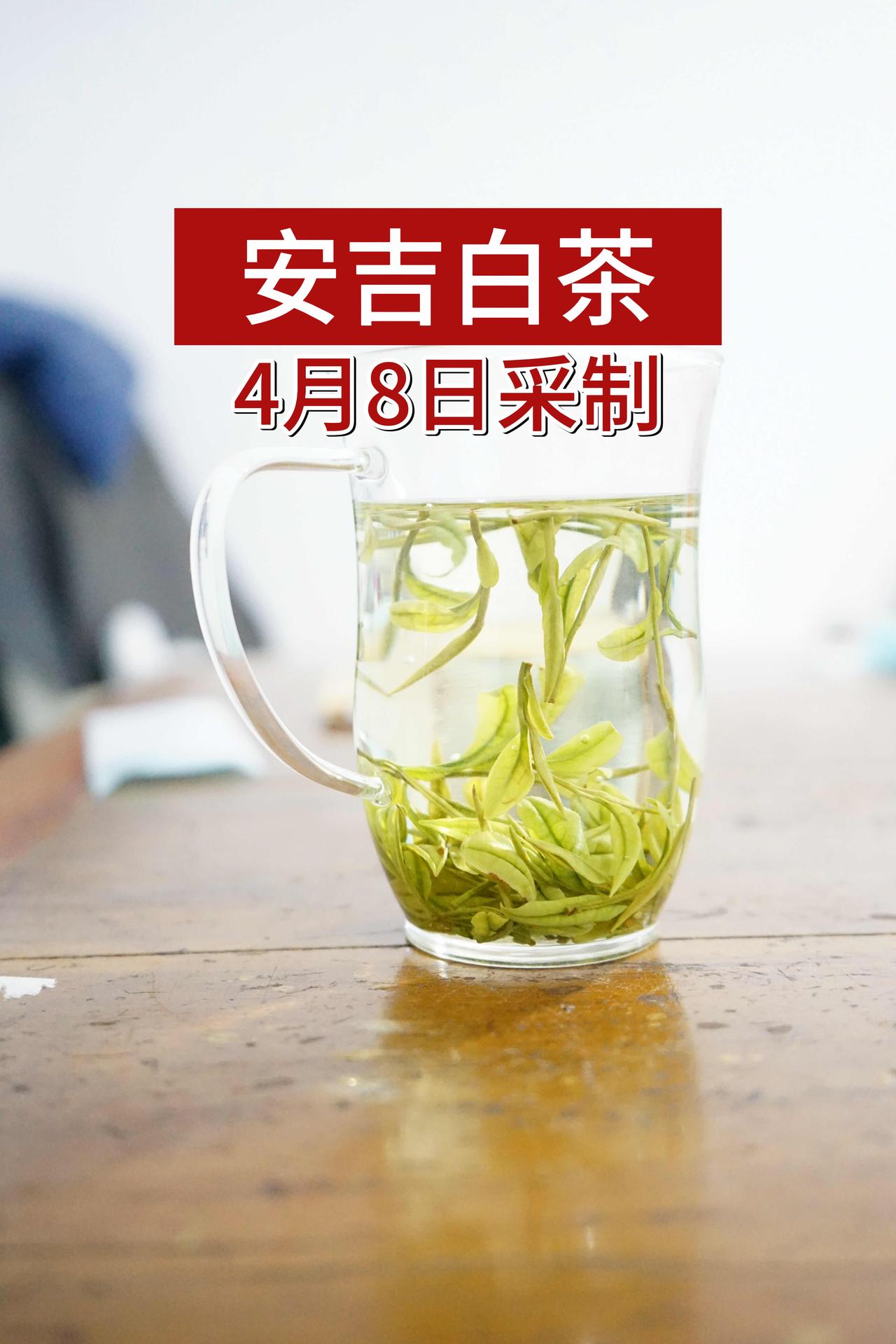 今晚的安吉白茶，炒出来了花香。
我泡了两杯，一杯明显，一杯弱一些[呲牙]
是那种