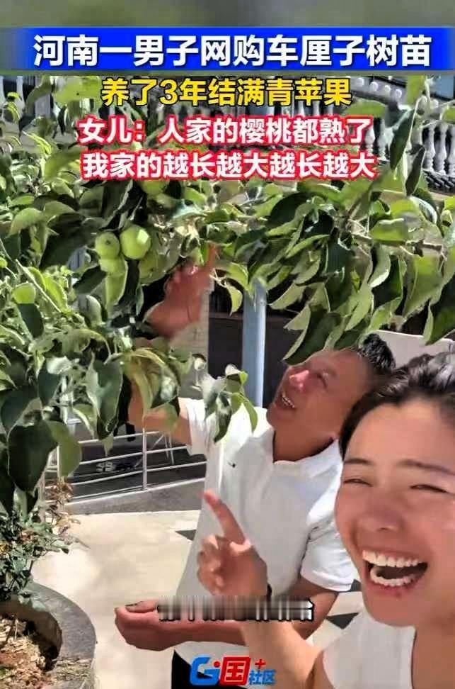 笑不活了！近日河南，男子网购了一颗车厘子树苗，精心栽培了三年却怎么也不结果，家里